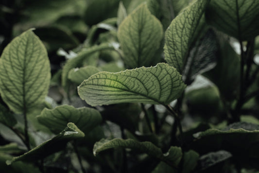 Air Freshener Peppermint + Ginger + White Tea 50 ml
