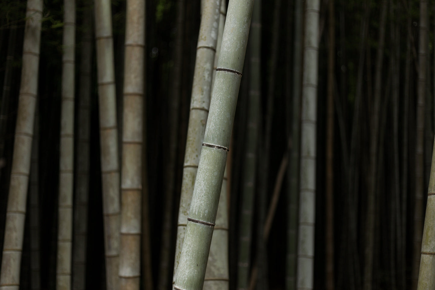 Kit Amenities White Tea + Bamboo