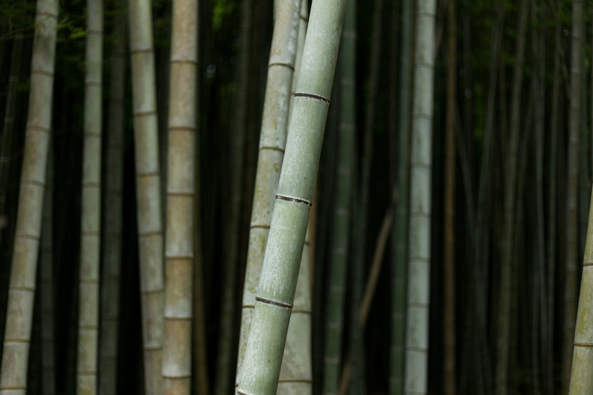 Air & Linen Freshener Green Tea + Bamboo Litro