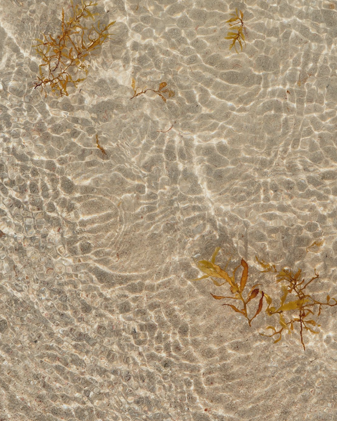 Sea Moss