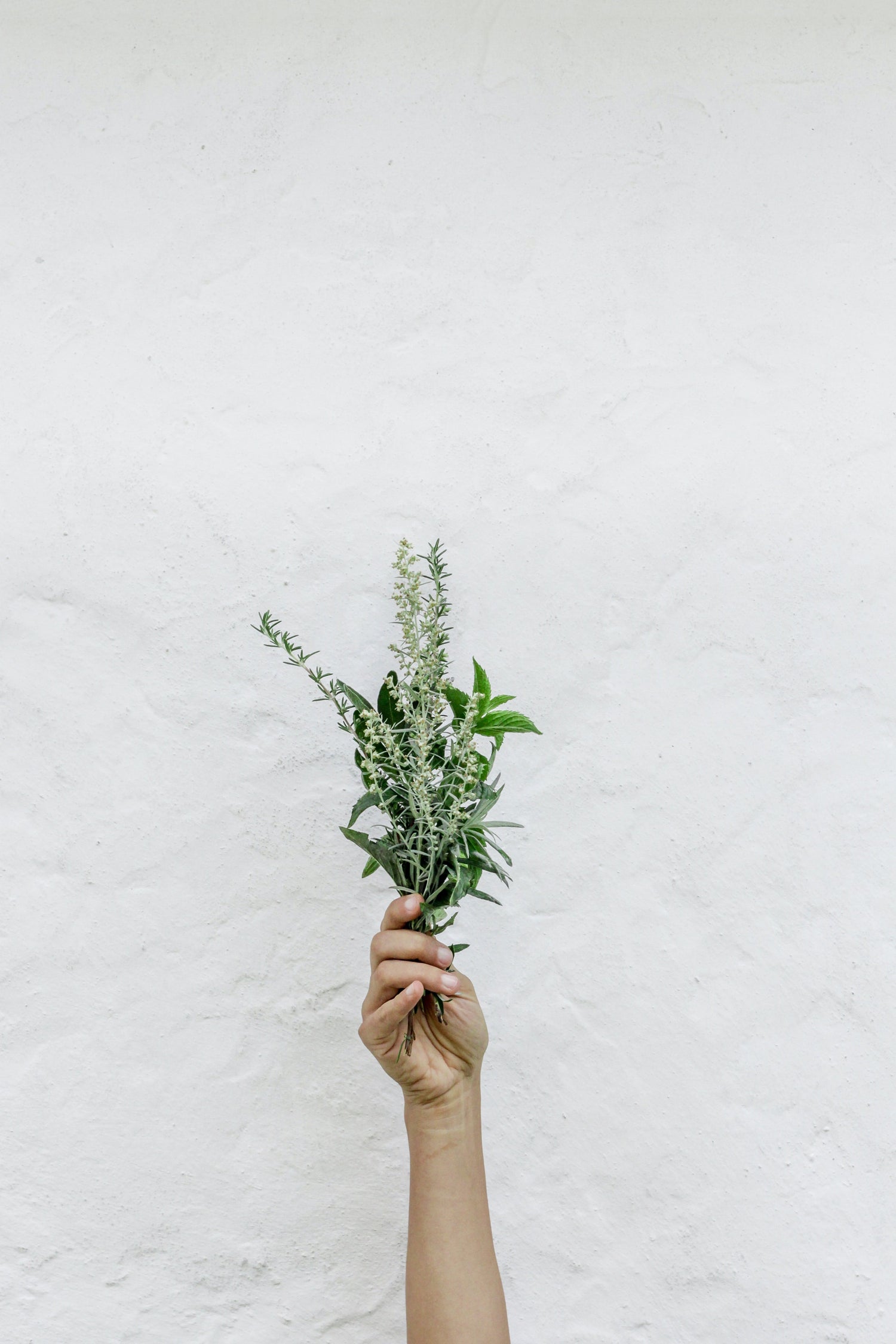 Mexican Herbs