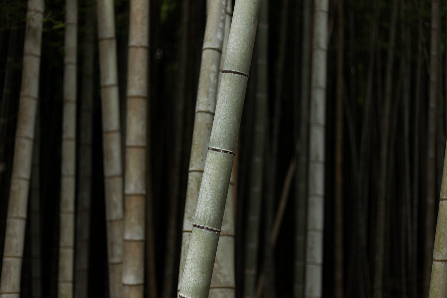 Green Tea + Bamboo