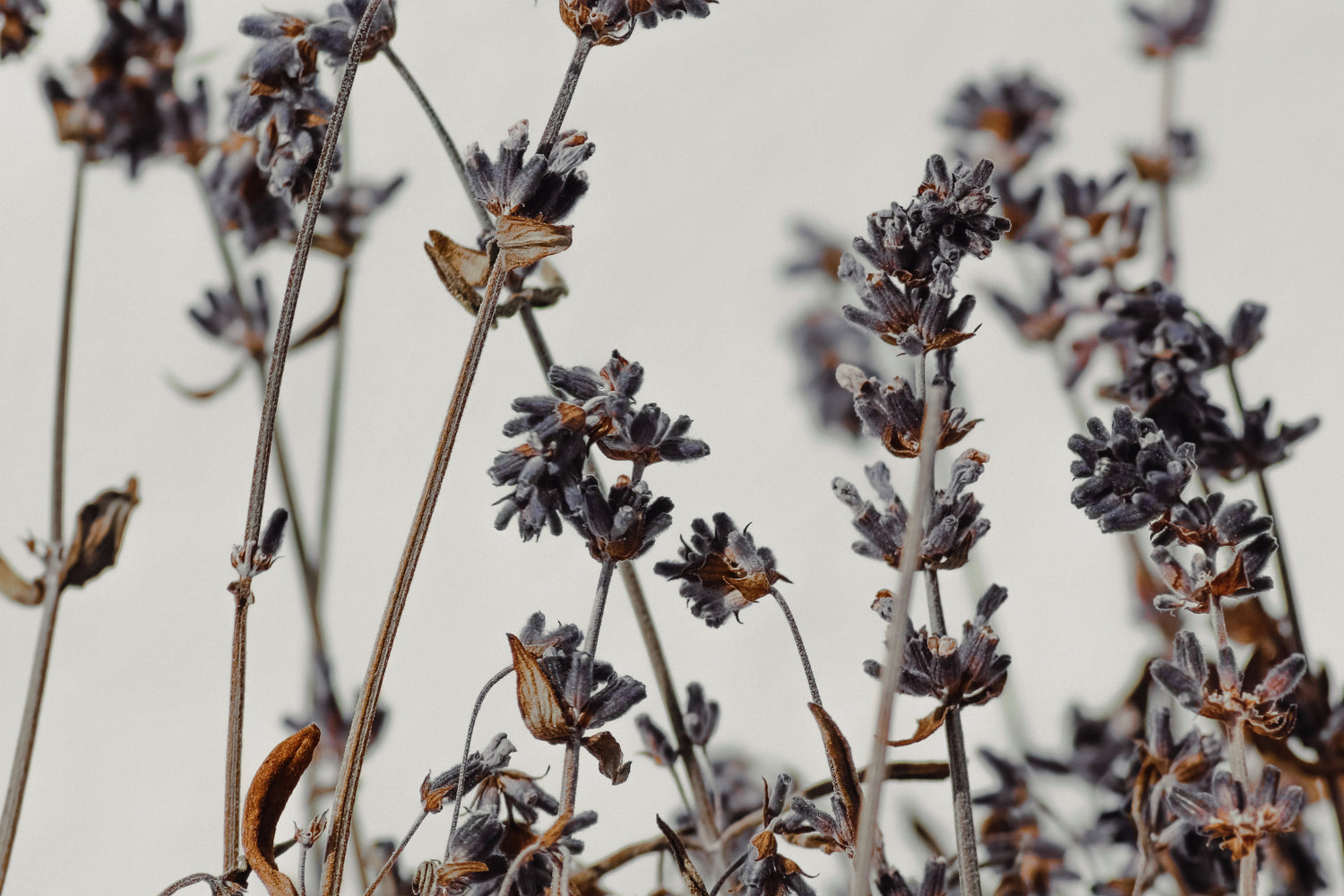 Lavender Blooms