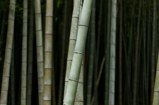 Air & Linen Freshener Green Tea + Bamboo Litro